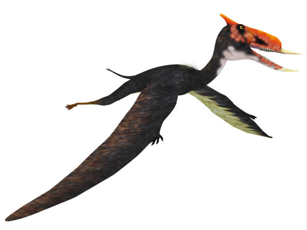 dsungaripterus 비행 파충류 - paleobiology 뉴스 사진 이미지