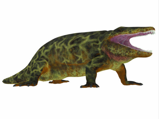 perfil de lateral eryops dinosaurio - paleobiology fotografías e imágenes de stock