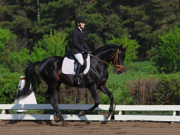 mulher equestre de equitação formal vestido montando um cavalo hanoverian galopando - bridle path - fotografias e filmes do acervo