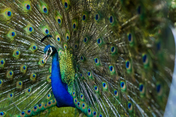 istock Close Up of Male Peacock Displaying Feathers 899805372