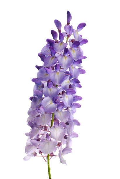 istock Wisteria flowers 899805522