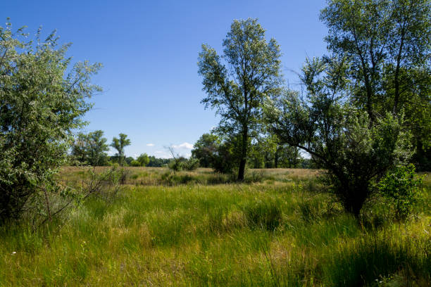 istock Summer landscape with green trees, meadow and blue sky 899805752