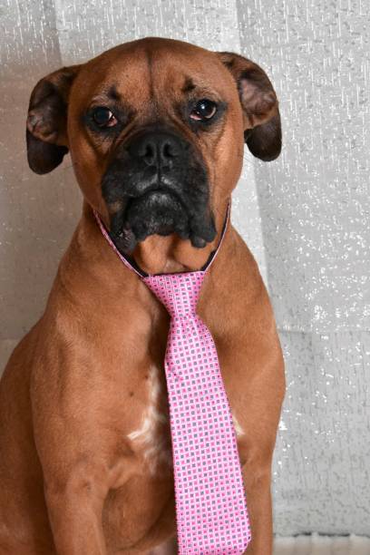 istock Boxer Breed Dog Valentine's Portrait 899806676