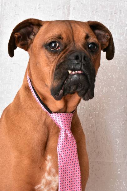 istock Boxer Breed Dog Valentine's Portrait 899806694