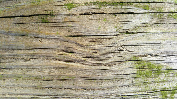 Knotted Pine Texture stock photo