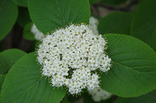 beautiful inflorescence with small white flowers, a warm spring day in the garden