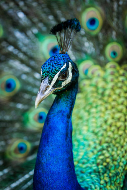 Close Up of Male Peacock Displaying Feathers stock photo
