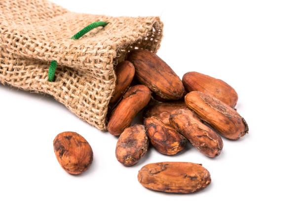 Cocoa beans and rough hemp sack isolated on white background.