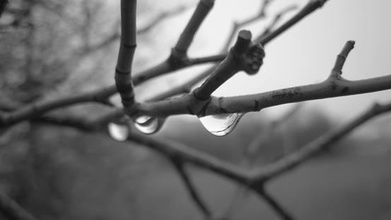 A black and white shot of rain drops hanging from a tree branch on a rainy day.