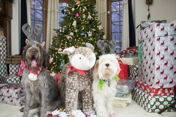 istock wirehaired pointing griffon and tibetan terrier for xmas 899816496