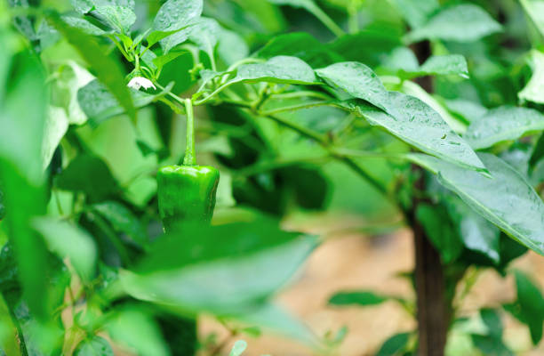istock Green pepper plants in growth at vegetable garden 899818832