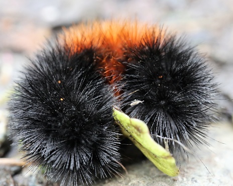 The Wooly Bear caterpillar is the larva of the Isabella tiger moth.  Here one is curled into the classic defensive 