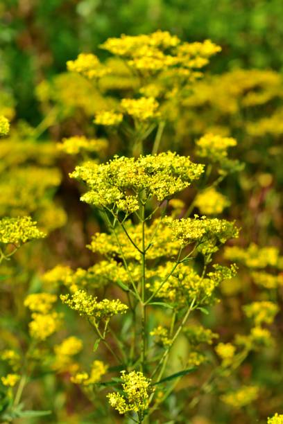 istock Patrinia scabiosifolia Flowers 899824222
