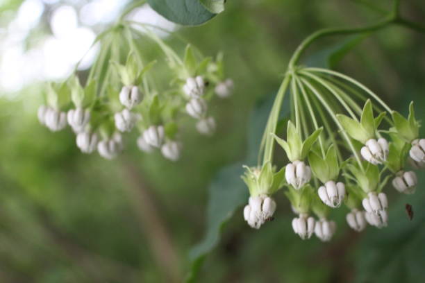 istock bell flowers in wild 899824988