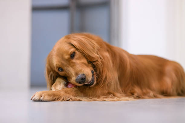 istock The golden Retriever is biting the toy 899827112