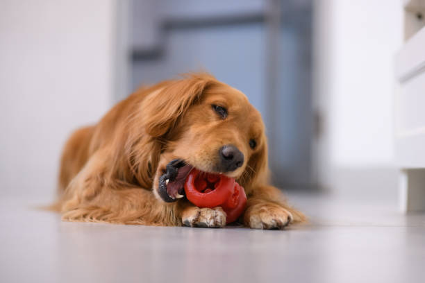 istock The golden Retriever is biting the toy 899827124