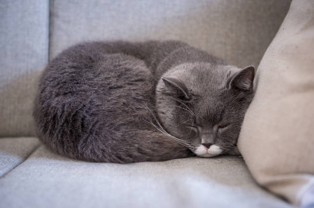 istock Gray British shorthair cats, indoors 899827184