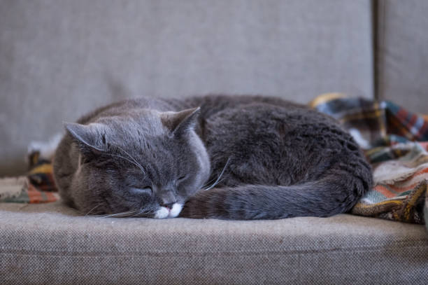 istock Gray British shorthair cats, indoors 899827194