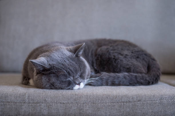 istock Gray British shorthair cats, indoors 899827202
