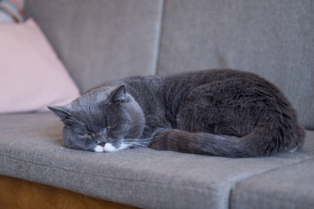 istock Gray British shorthair cats, indoors 899827204