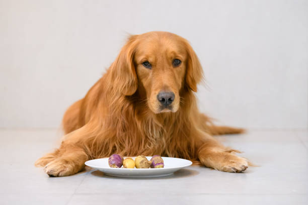 istock Golden Retriever to lie on the ground 899827206