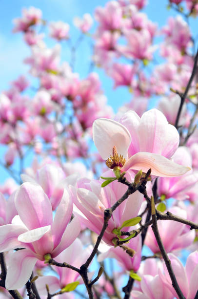 istock Magnolia blossom in sunlight 899831632