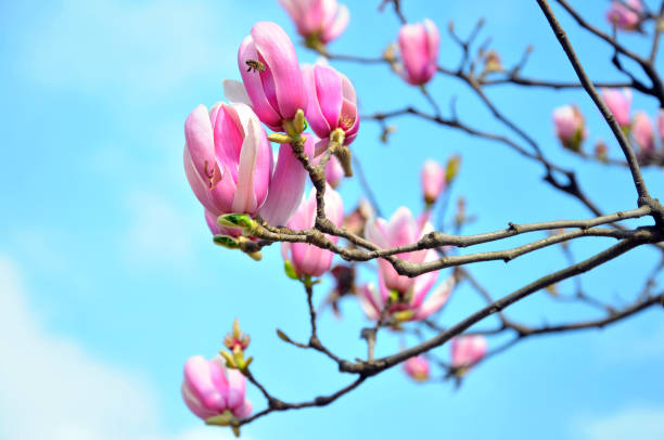 istock Magnolia blossom in sunlight 899831636