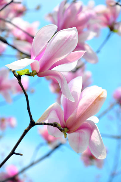 istock Magnolia blossom in sunlight 899831682