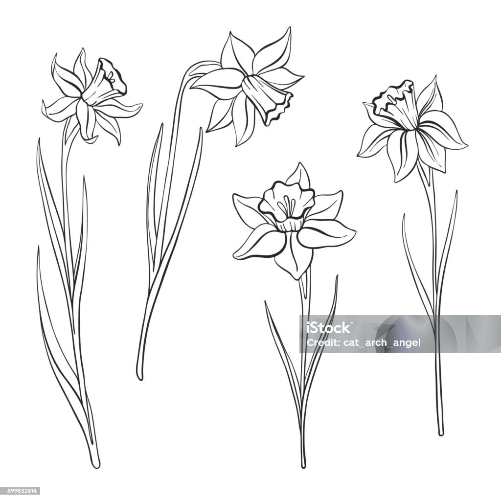 vector drawing flowers vector drawing flowers of narcissus, daffodils, isolated floral element, hand drawn illustration Daffodil stock vector