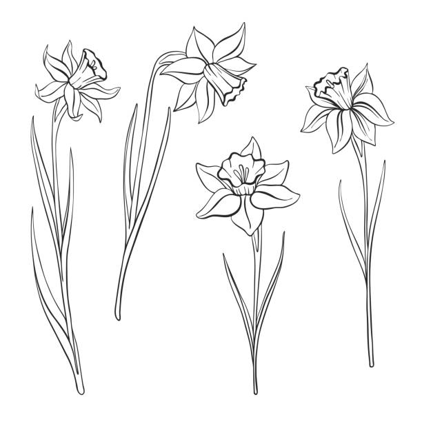 vector drawing flowers vector drawing flowers of narcissus, daffodils, isolated floral element, hand drawn illustration narcissus mythological character stock illustrations