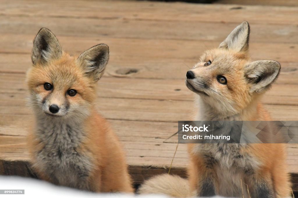 Red Fox Kits fox kits play near their den site in Big Sky Montana Big Sky Ski Resort Stock Photo