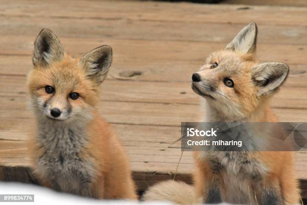 Red Fox Kits Stock Photo - Download Image Now - Big Sky Ski Resort, Montana - Western USA, Animal Behavior