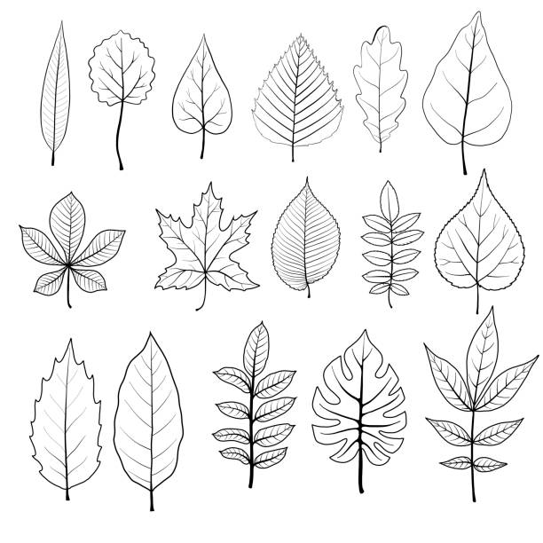 나무 잎의 벡터 세트 - chestnut tree leaf sunlight tree stock illustrations