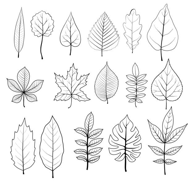 vector set of tree leaves vector leaves of different trees isolated at white background, hand drawn illustration pecan icon stock illustrations