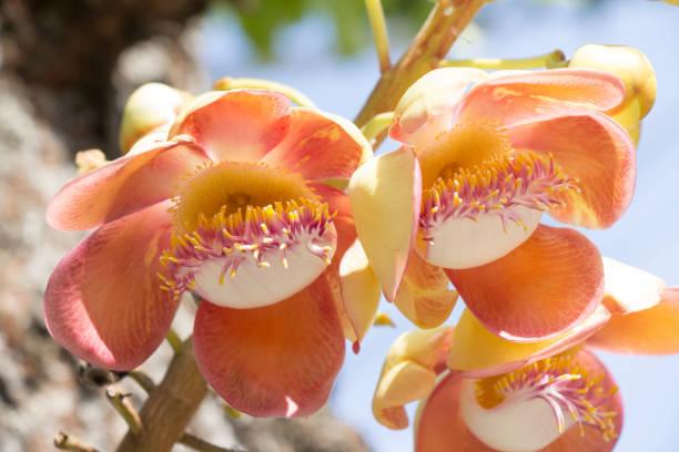 istock Beautiful cannonball flower 899835688