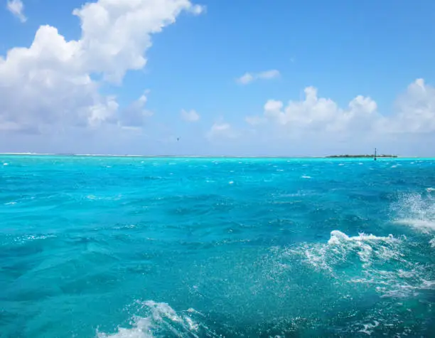 Looking at the edge of the lagoon in Moorea, French Polynesia.