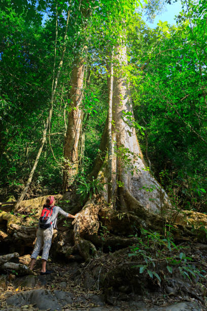 istock Woman with backpack hiking at rainforest 899840308