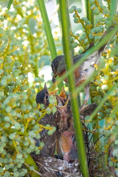 American Robin Parent Bird Feeding Worms to Fledgling Chicks in Nest American Robin Parent Bird Feeding Worms to Fledgling Chicks in Nest fledging stock pictures, royalty-free photos & images