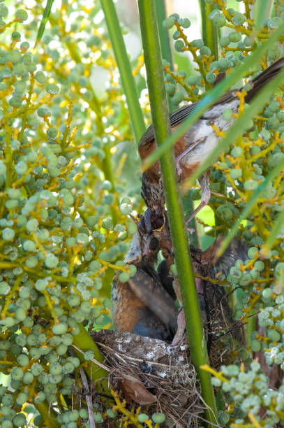 American Robin Parent Bird Feeding Worms to Fledgling Chicks in Nest American Robin Parent Bird Feeding Worms to Fledgling Chicks in Nest fledging stock pictures, royalty-free photos & images