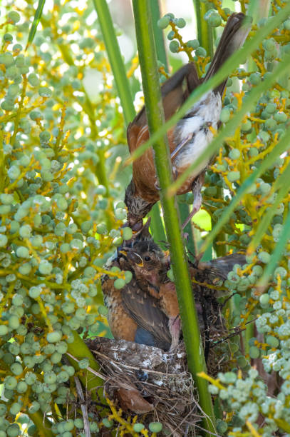 American Robin Parent Bird Feeding Worms to Fledgling Chicks in Nest American Robin Parent Bird Feeding Worms to Fledgling Chicks in Nest fledging stock pictures, royalty-free photos & images