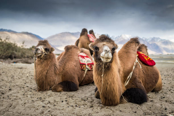 panorama di una vista naturalistica e paesaggistica a leh ladakh india - india travel journey camel foto e immagini stock