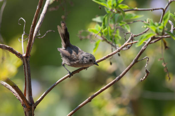 istock Gray/Brown Wrentit Bird Perched on Plant Branch Looking Down 899843390
