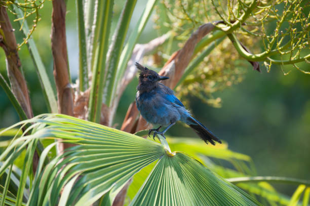 Stellar's Jay Bird Perched on Palm Tree Leaves