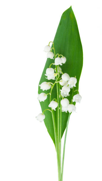 istock Lilly of the valley flowers 899843438