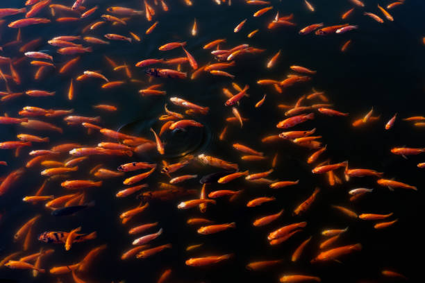 istock group of fishes 899847162