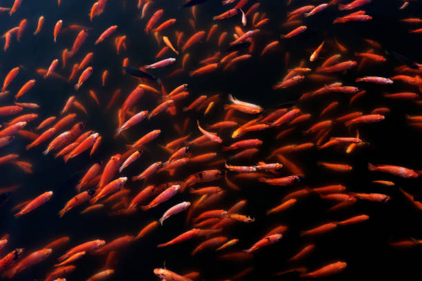 istock group of fishes 899847172