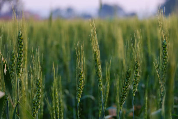 istock Growing wheat farm field plots 899850214
