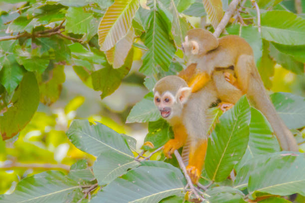 istock Squirrel monkey, or Saimiri Sciurea at the public zoo 899850244
