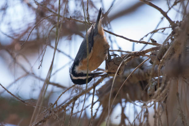 istock Red-Breasted Nuthatch Bird Feeding on Seeds from Tree Branch 899850278