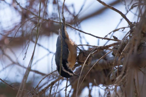 istock Red-Breasted Nuthatch Bird Eating Seeds from Tree Branch 899850324